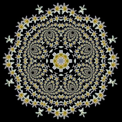 Kaleidoscopic picture created with a widflower seen in March