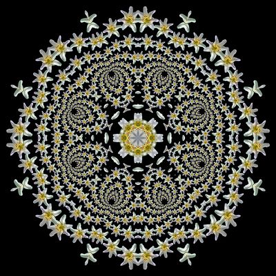 Kaleidoscopic picture created with a widflower seen in March