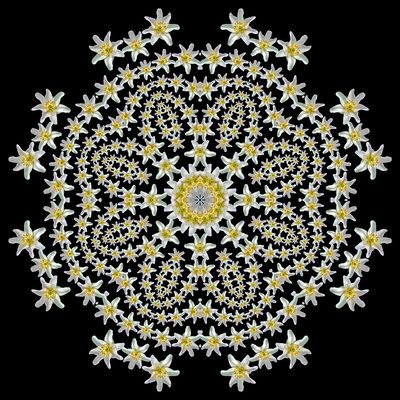 Kaleidoscopic picture created with a widflower seen in March