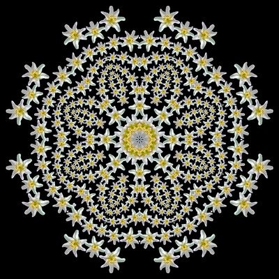 Kaleidoscopic picture created with a widflower seen in March