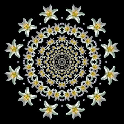 Kaleidoscopic picture created with a widflower seen in March