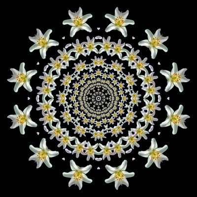 Kaleidoscopic picture created with a widflower seen in March