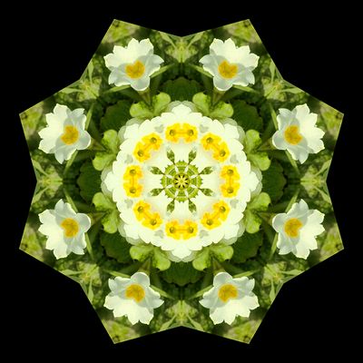 Kaleidoscopic picture created with widflowers seen in March