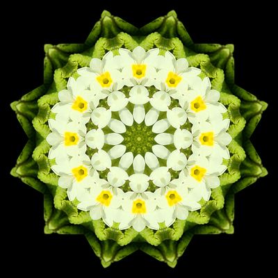 Kaleidoscopic picture created with widflowers seen in March