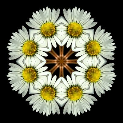 Kaleidoscopic picture created with a widflower seen in March