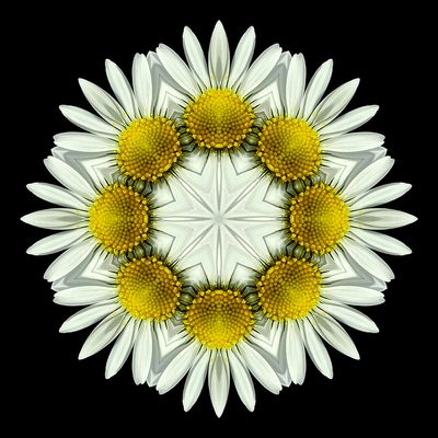 Kaleidoscopic picture created with a widflower seen in March