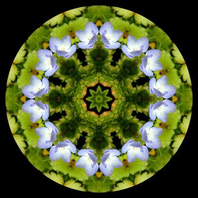 Kaleidoscopic picture created with a widflower seen in March