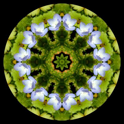 Kaleidoscopic picture created with a widflower seen in March