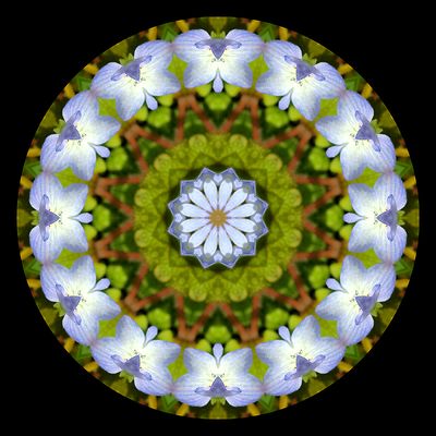 Kaleidoscopic picture created with a widflower seen in March