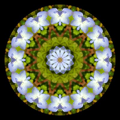 Kaleidoscopic picture created with a widflower seen in March