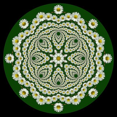 Evolved kaleidoscope created with a wildflower seen in early March