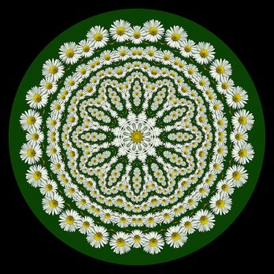 Evolved kaleidoscope created with a wildflower seen in early March