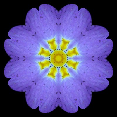 Kaleidoscopic picture created with a primula flower seen in March