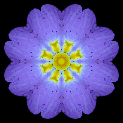 Kaleidoscopic picture created with a primula flower seen in March