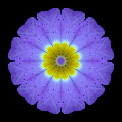 Kaleidoscopic picture created with a primula flower seen in March