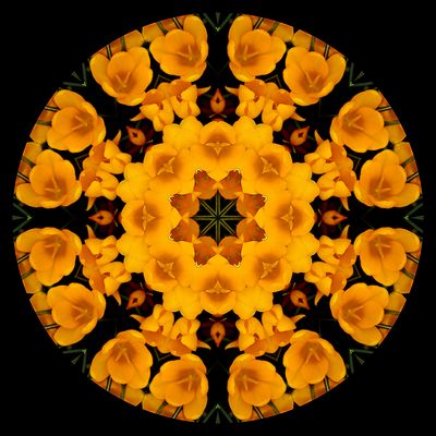 Kaleidoscopic picture created with a crocus flower seen in March
