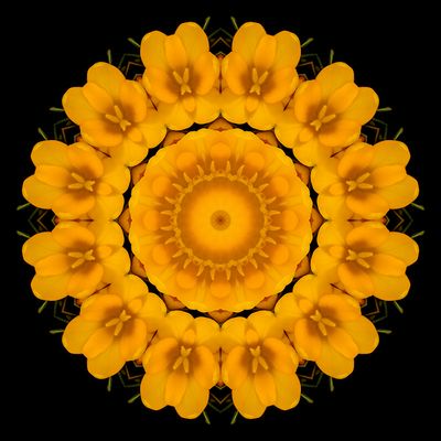 Kaleidoscopic picture created with a crocus flower seen in March