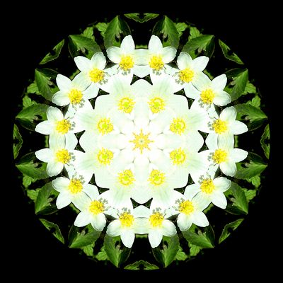 Kaleidoscopic picture created with a wildflower seen in March
