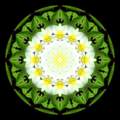 Kaleidoscopic picture created with a wildflower seen in March