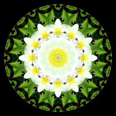 Kaleidoscopic picture created with a wildflower seen in March
