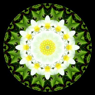 Kaleidoscopic picture created with a wildflower seen in March