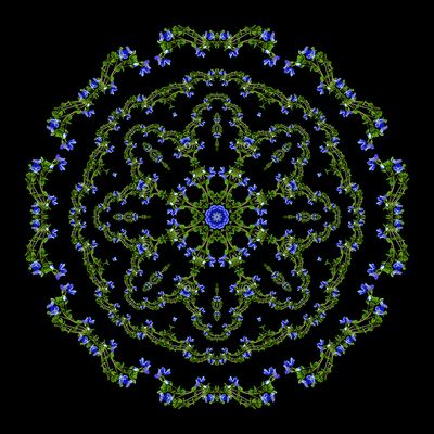 Evolved kaleidoscope created with a wildflower seen in March