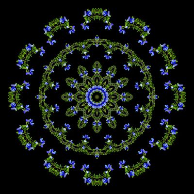 Evolved kaleidoscope created with a wildflower seen in March
