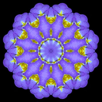 Evolved kaleidoscope created with a primula flower seen in March
