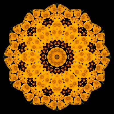 Evolved kaleidoscope created with a crocus flower seen in March