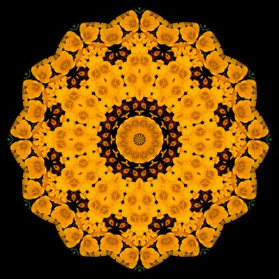 Evolved kaleidoscope created with a crocus flower seen in March