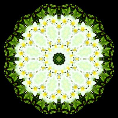 Evolved kaleidoscope created with a wildflower seen in March