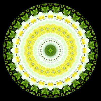 Evolved kaleidoscope created with a wildflower seen in March