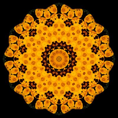 Evolved kaleidoscope created with a crocus flower seen in March