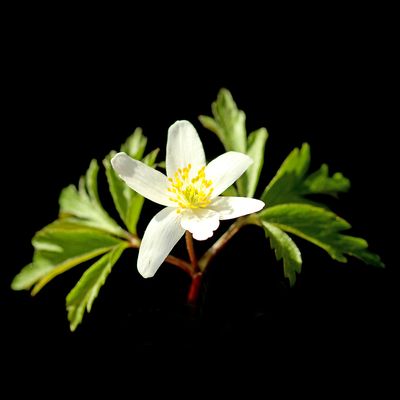 Wildflower seen in the forest in March