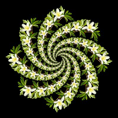 Spiral arrangement created with a wildflower seen in the forest in March