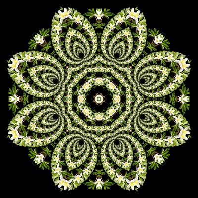 Evolved kaleidoscopic picture created with a wildflower seen in the forest in March