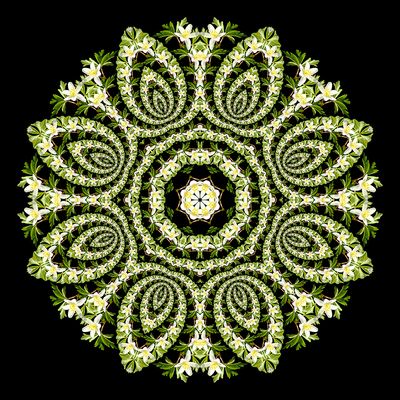 Evolved kaleidoscopic picture created with a wildflower seen in the forest in March