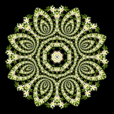 Evolved kaleidoscopic picture created with a wildflower seen in the forest in March