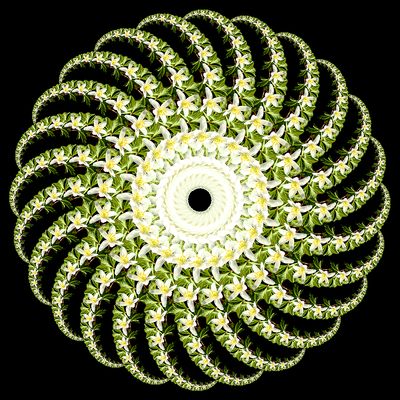 Spiral arrangement created with a wildflower seen in the forest in March