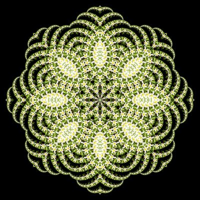 Evolved kaleidoscopic picture created with a wildflower seen in the forest in March