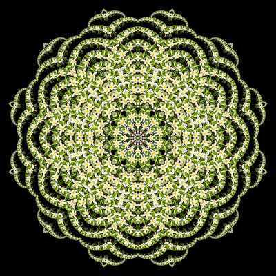 Evolved kaleidoscopic picture created with a wildflower seen in the forest in March