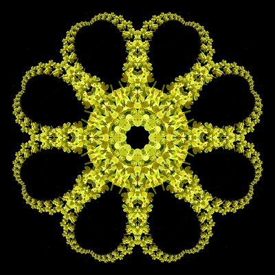 Evolved kaleidoscopic picture created with a wildflower seen in the forest in March