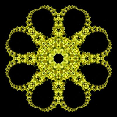 Evolved kaleidoscopic picture created with a wildflower seen in the forest in March