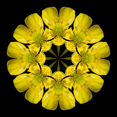 Kaleidoscopic picture created with a wildflower seen 22nd May