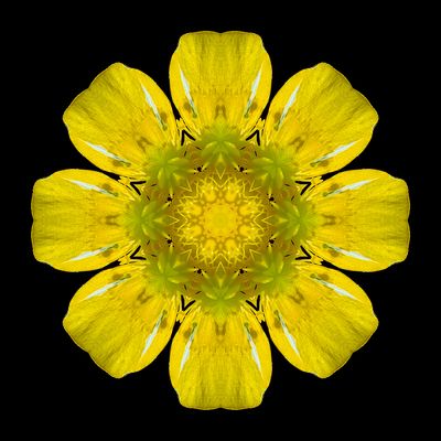 Kaleidoscopic picture created with a wildflower seen 22nd May