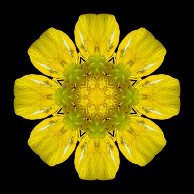 Kaleidoscopic picture created with a wildflower seen 22nd May