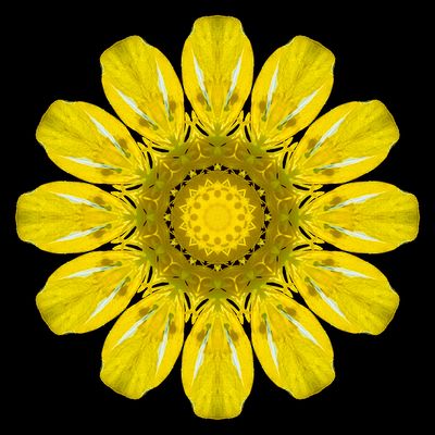 Kaleidoscopic picture created with a wildflower seen 22nd May