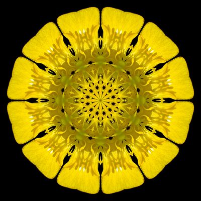 Kaleidoscopic picture created with a wildflower seen 22nd May