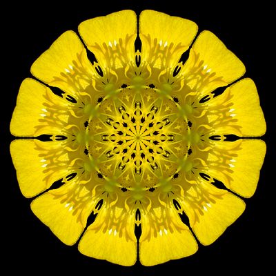 Kaleidoscopic picture created with a wildflower seen 22nd May