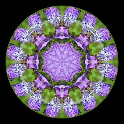 Kaleidoscopic picture created with a wild Iris Sibirica seen 22nd May